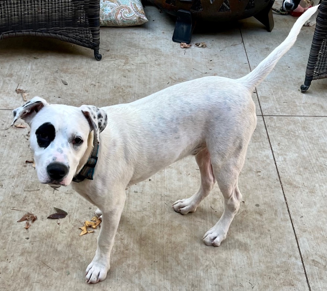 Gus, a Adoptable Labrador Retriever in Tulsa, OK image 4/10