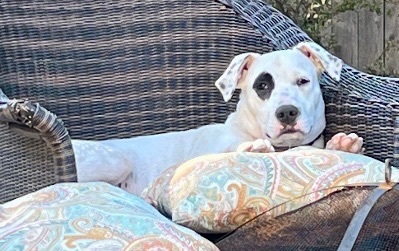 Gus, a Adoptable Labrador Retriever in Tulsa, OK image 5/10