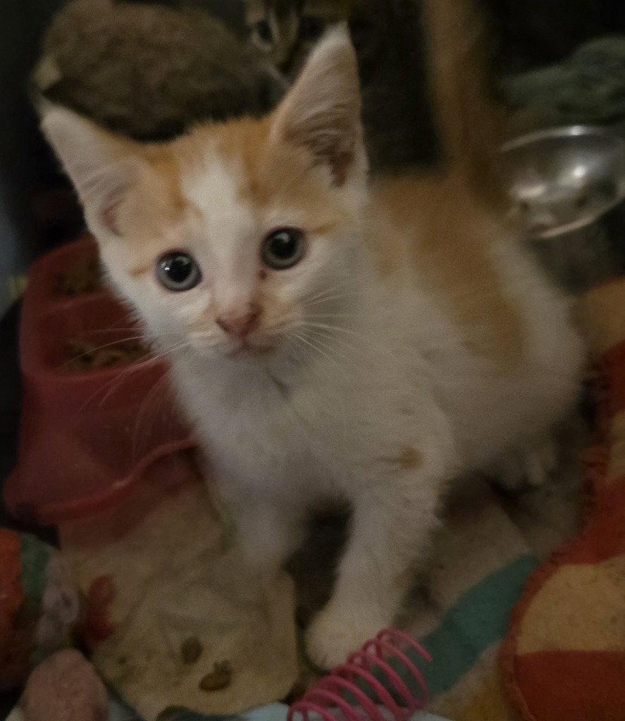 CA 138 Buttons, Adoptable, Kitten Male Domestic Short Hair.