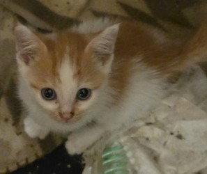 Enlarge CA 138 Buttons, a Adoptable Domestic Short Hair in Glen Allen, VA image 2/3