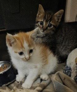Enlarge CA 138 Buttons, a Adoptable Domestic Short Hair in Glen Allen, VA image 3/3