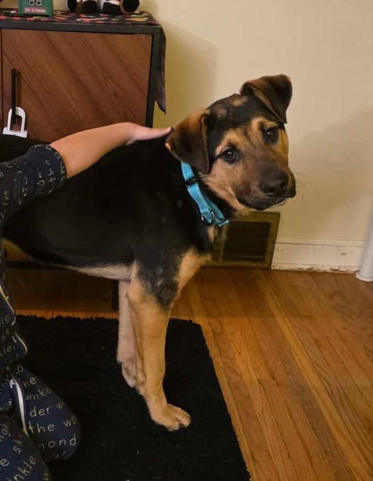 Enlarge Rollo, a Adoptable German Shepherd Dog in Cloquet, MN image 1/1