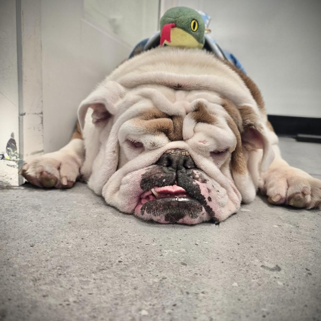 Snausage, Adopted, Adult Female English Bulldog & Mixed Breed.