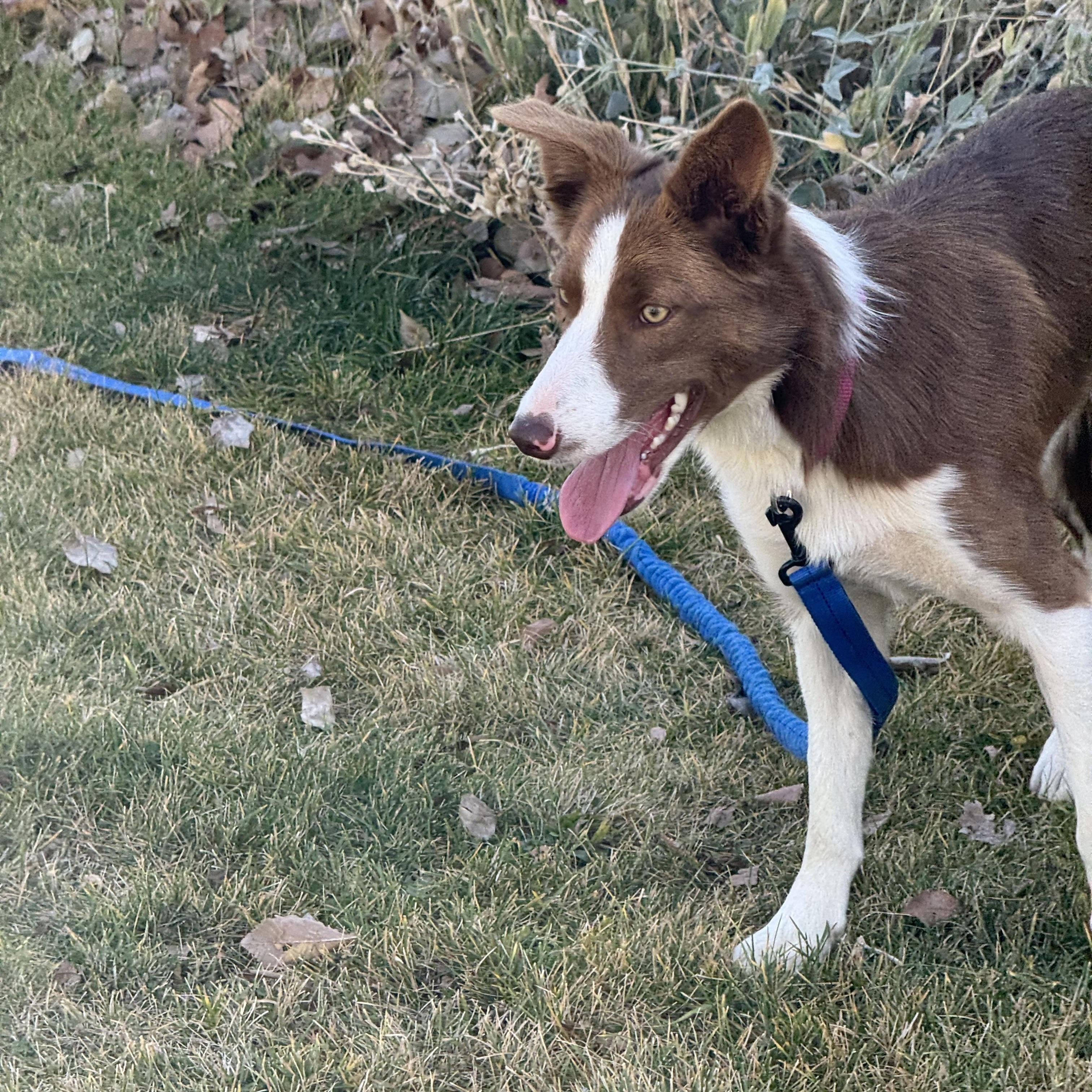 Abby, a Adoptable mixed breed in Bend, OR image 2/6