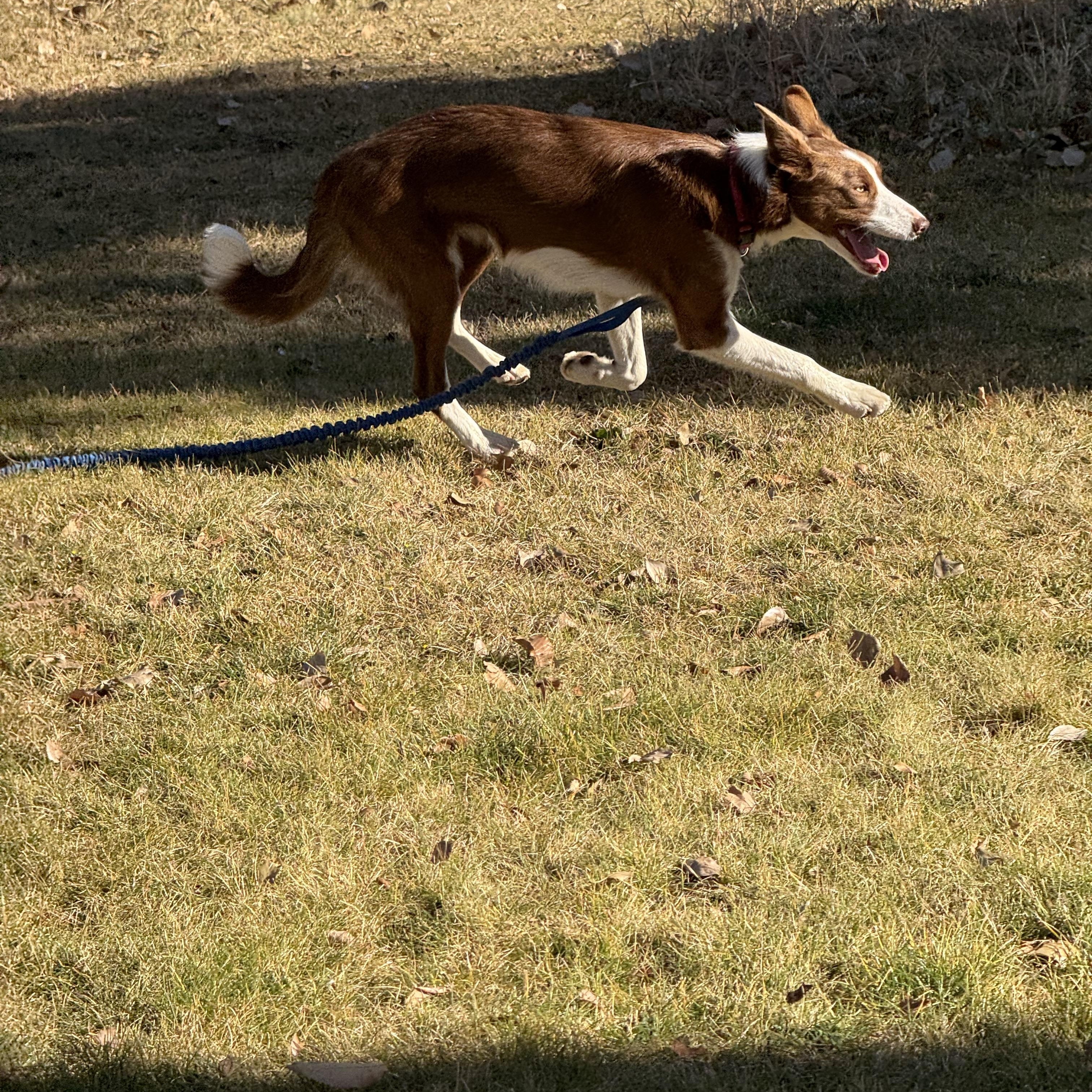 Abby, a Adoptable mixed breed in Bend, OR image 3/6