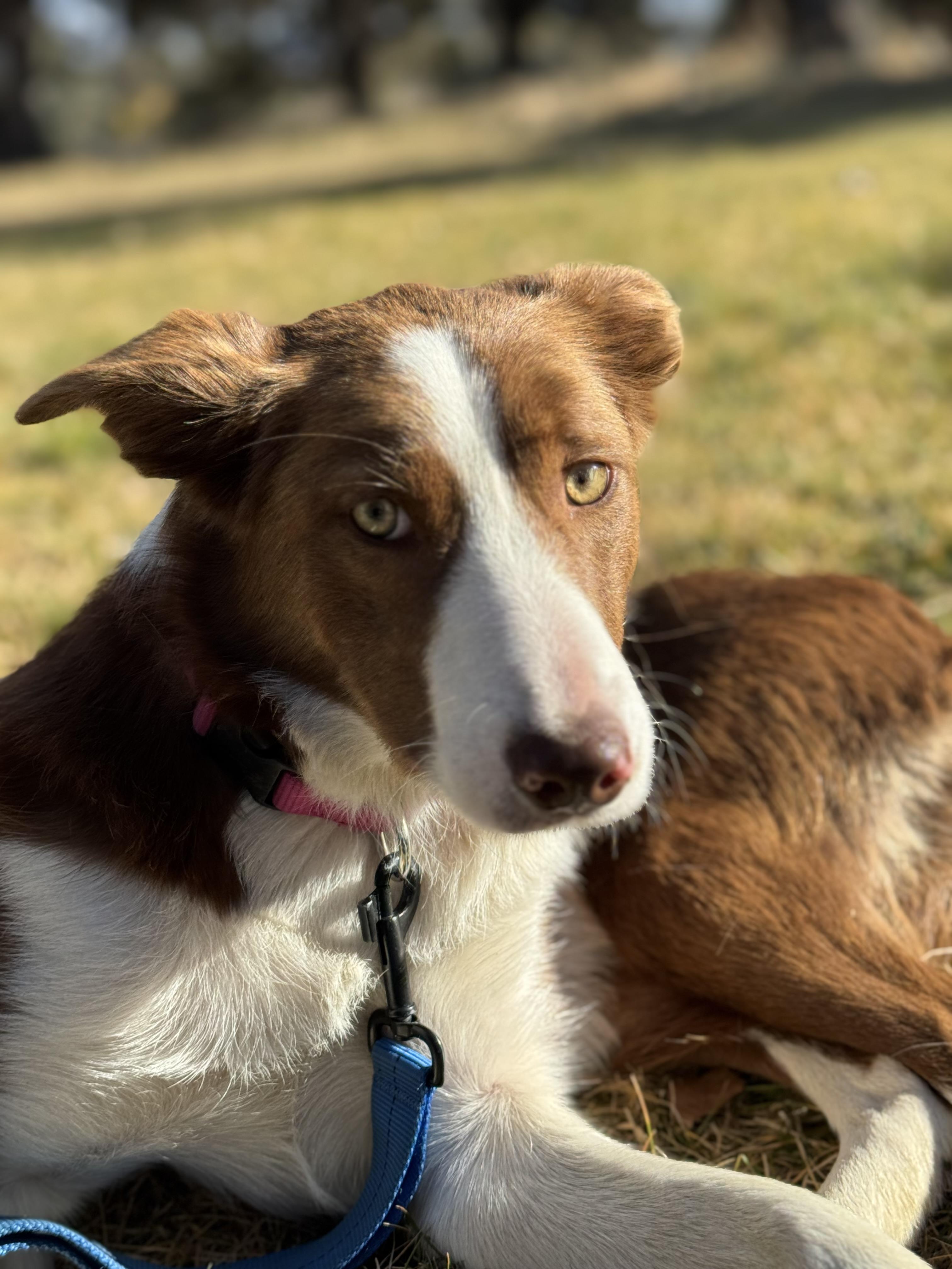 Abby, Adoptable, Young Female Border Collie.