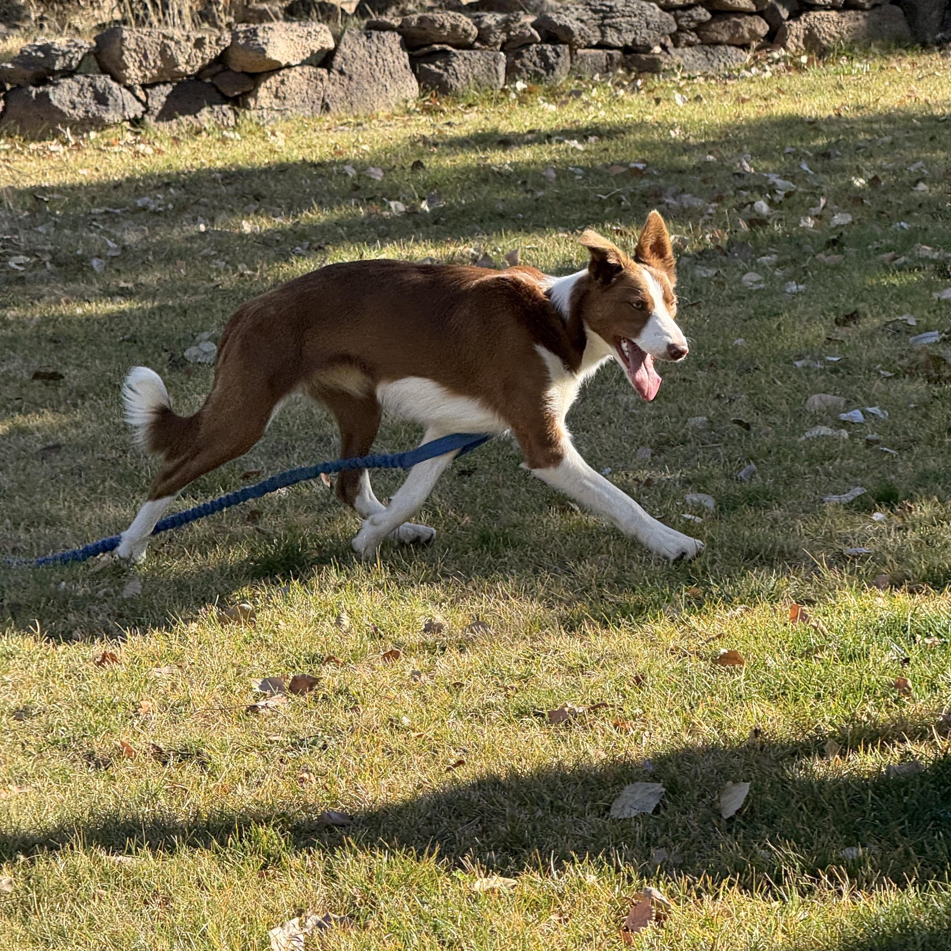 Abby, a Adoptable mixed breed in Bend, OR image 4/6