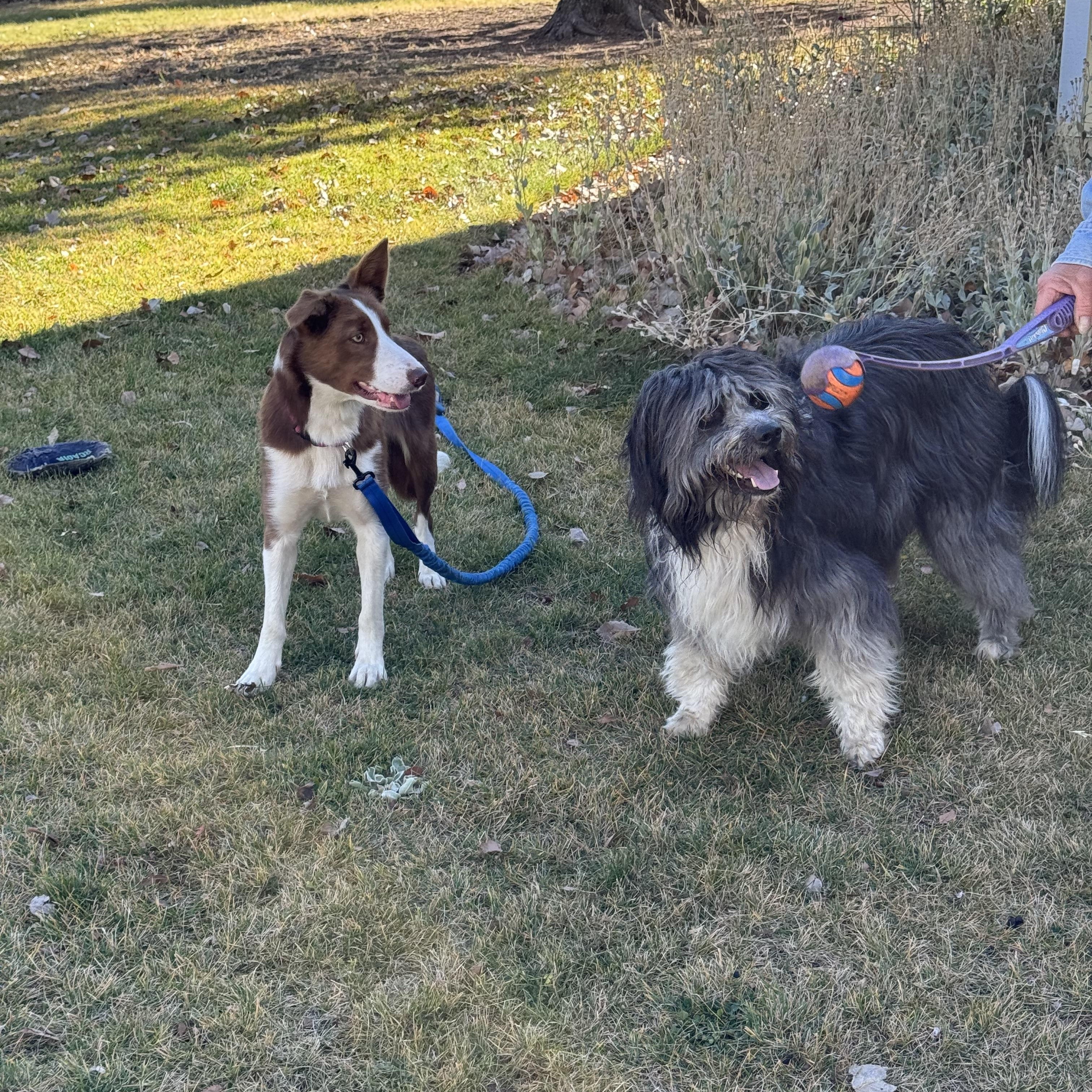 Abby, a Adoptable mixed breed in Bend, OR image 5/6