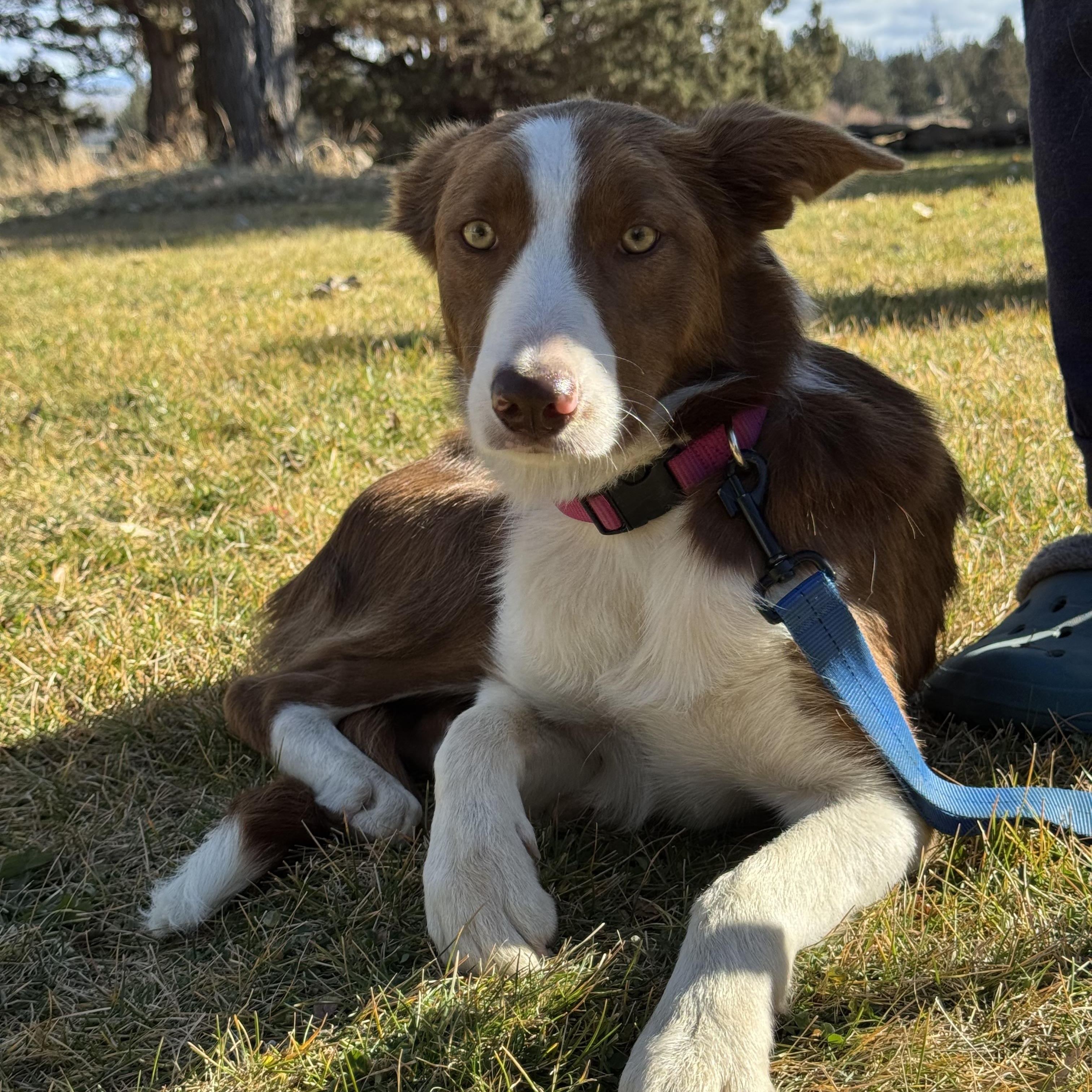 Abby, a Adoptable mixed breed in Bend, OR image 6/6