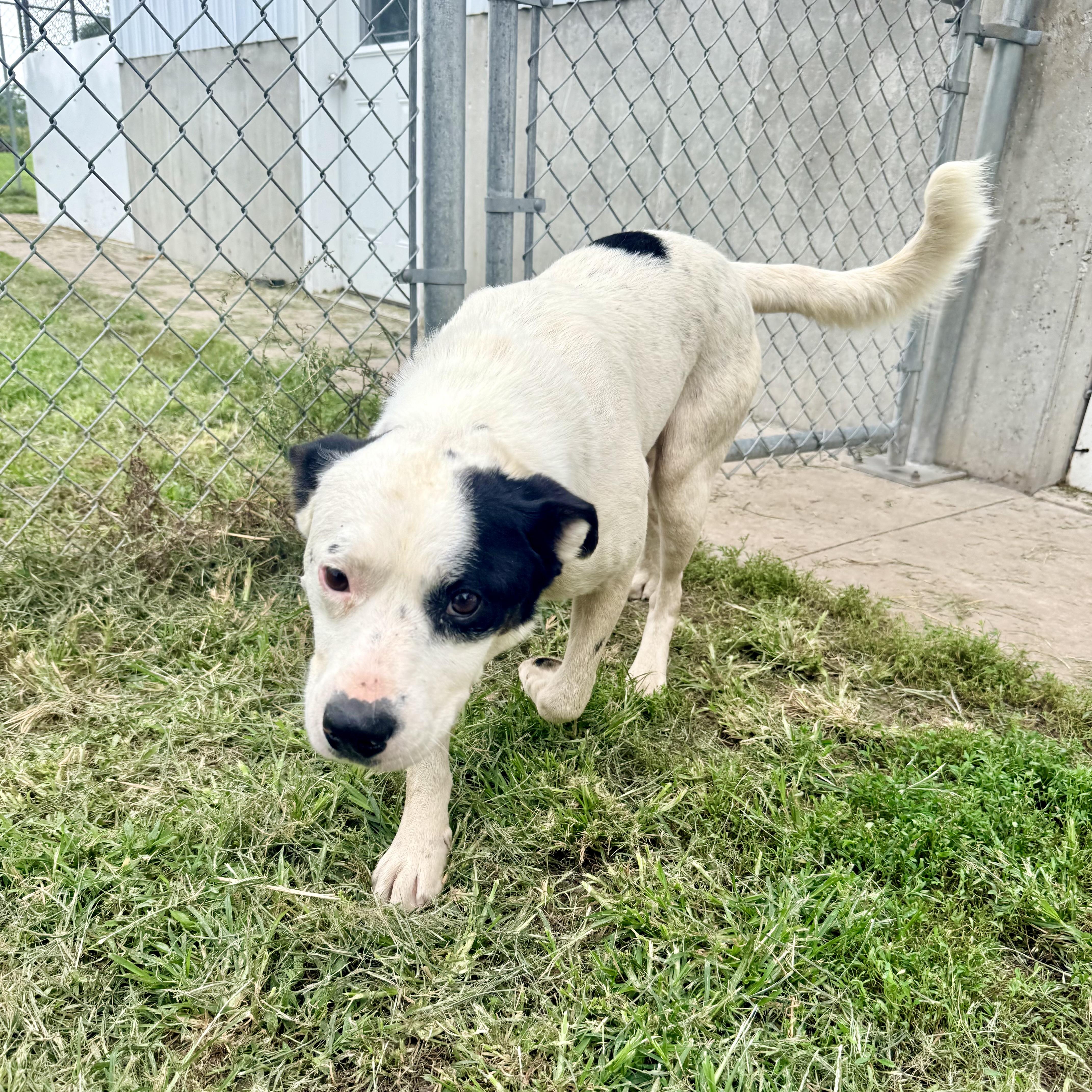 Smokey, adopted, Young Male Border Collie & American Bulldog.