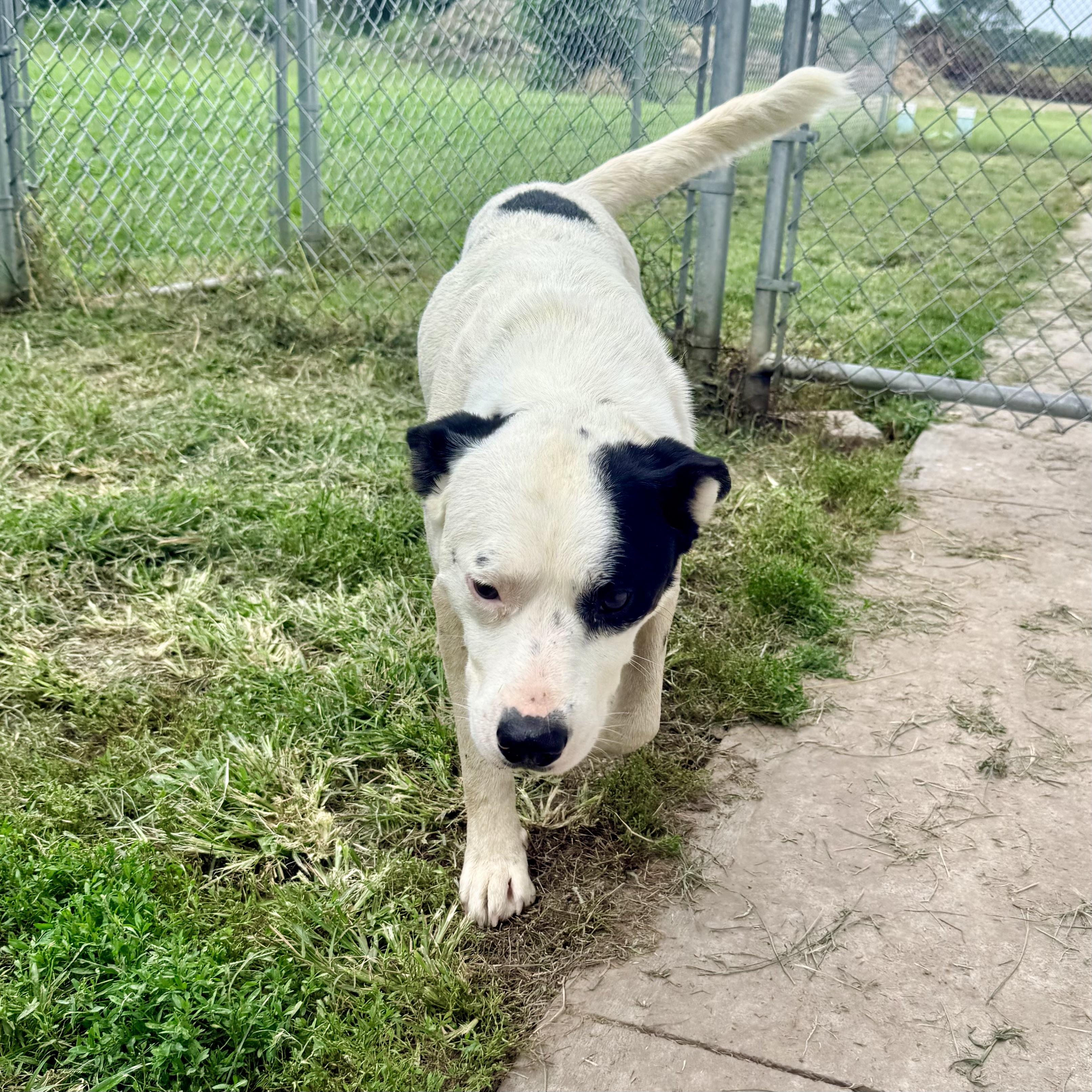 Smokey, an adopted mixed breed in Albany, MO image 2/6
