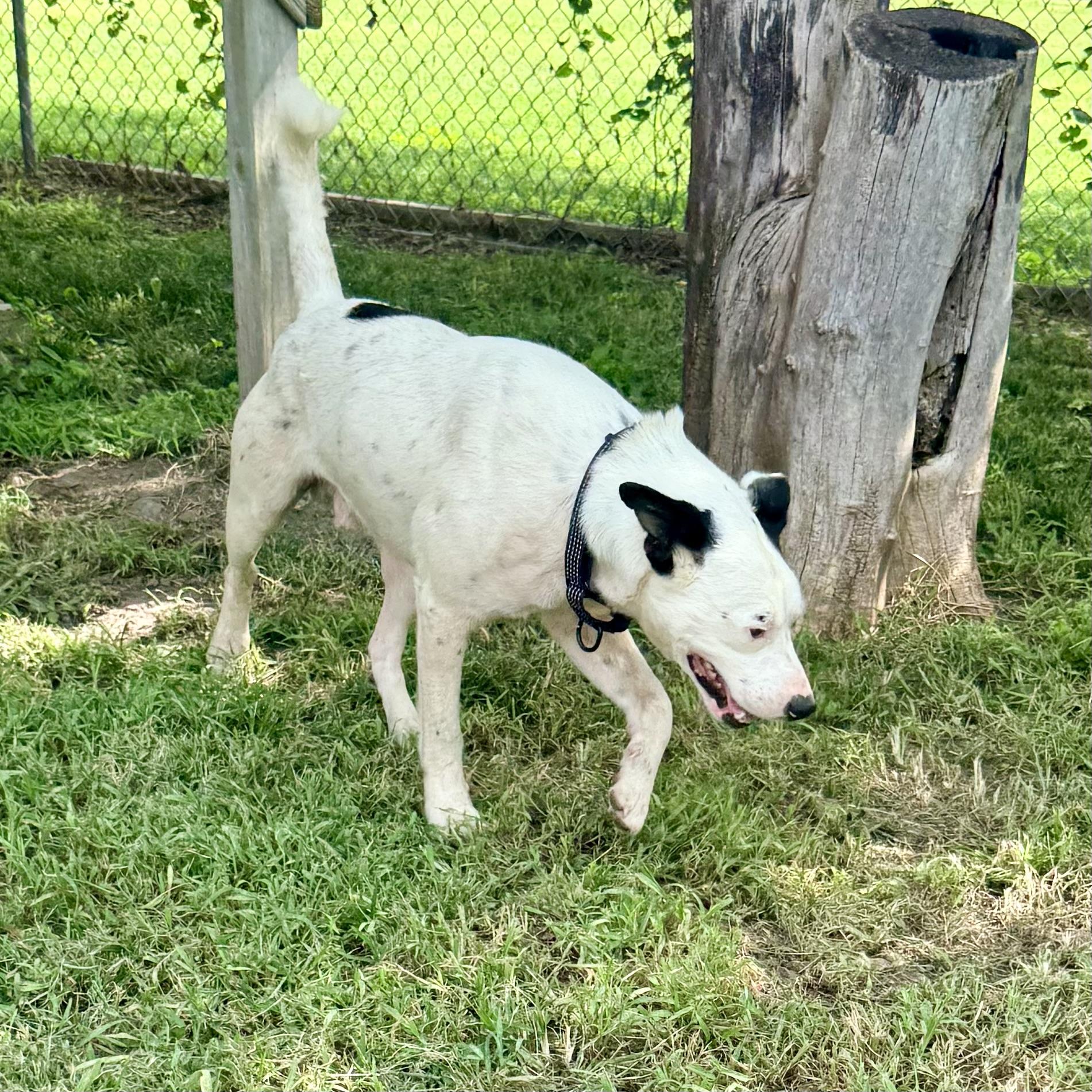 Smokey, an adopted mixed breed in Albany, MO image 5/6