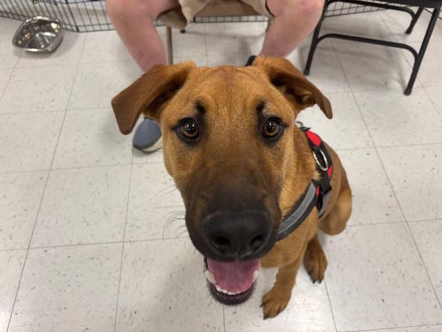 Enlarge Zaxby, a Adoptable mixed breed in Scott Depot, WV image 1/1