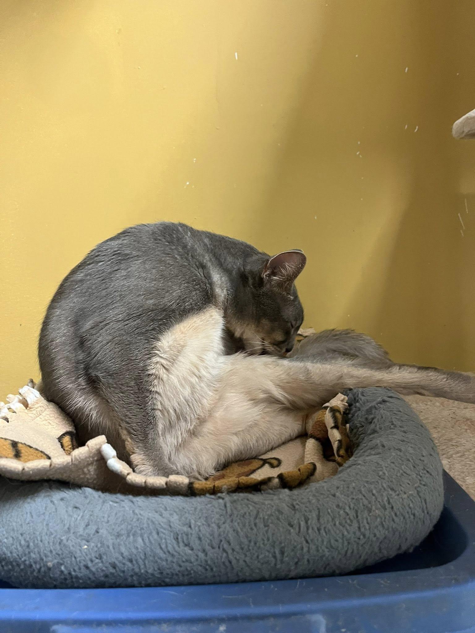 Enlarge Meztli, a Adopted Domestic Short Hair in Montreal, QC image 1/3