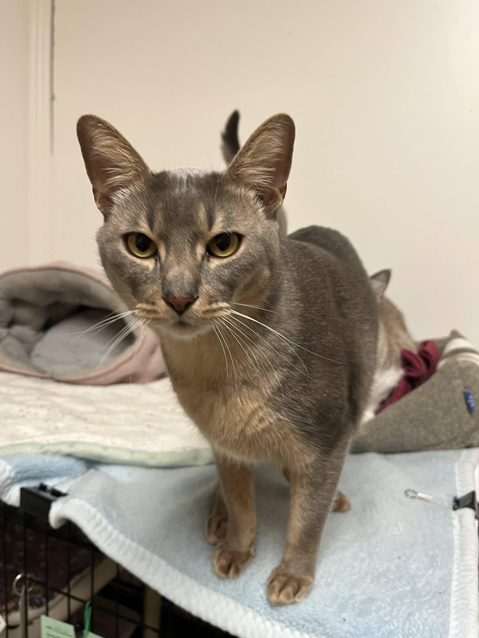 Enlarge Meztli, a Adopted Domestic Short Hair in Montreal, QC image 2/3