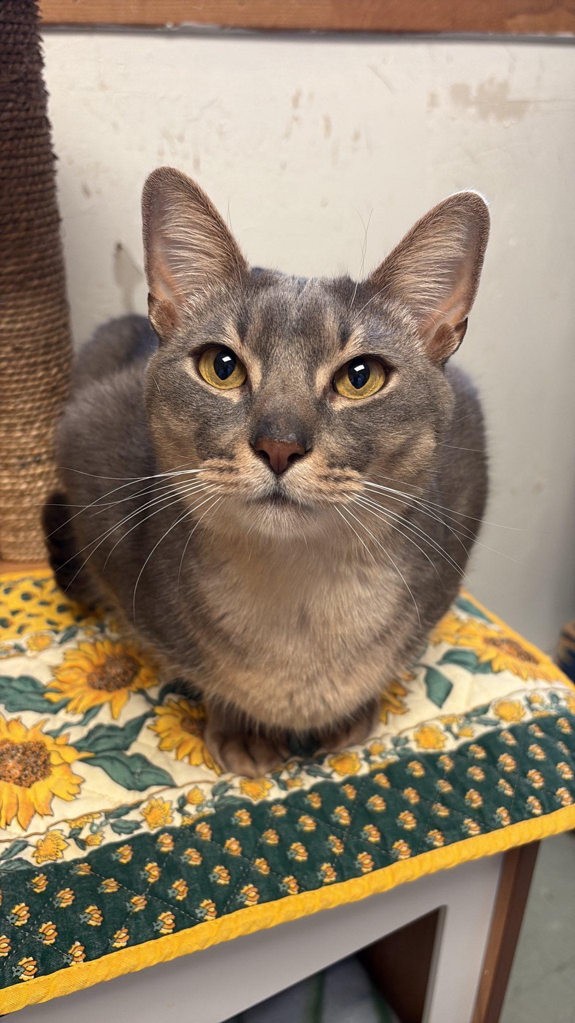 Enlarge Meztli, a Adopted Domestic Short Hair in Montreal, QC image 3/3