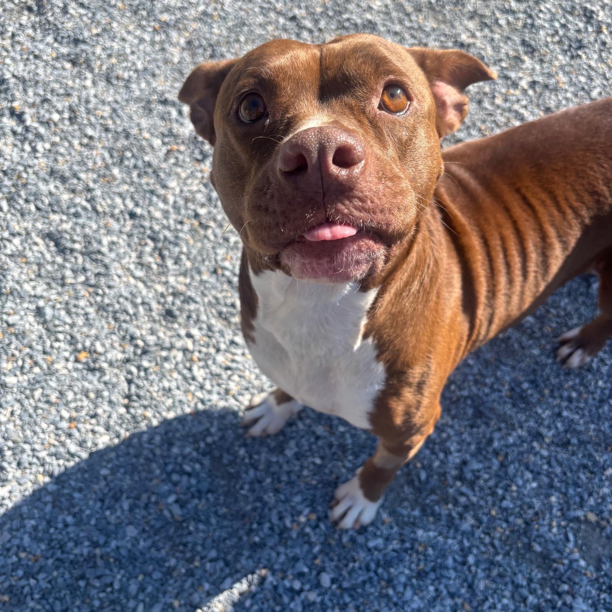 Cinnamon, Adopted, Adult Female Pit Bull Terrier.