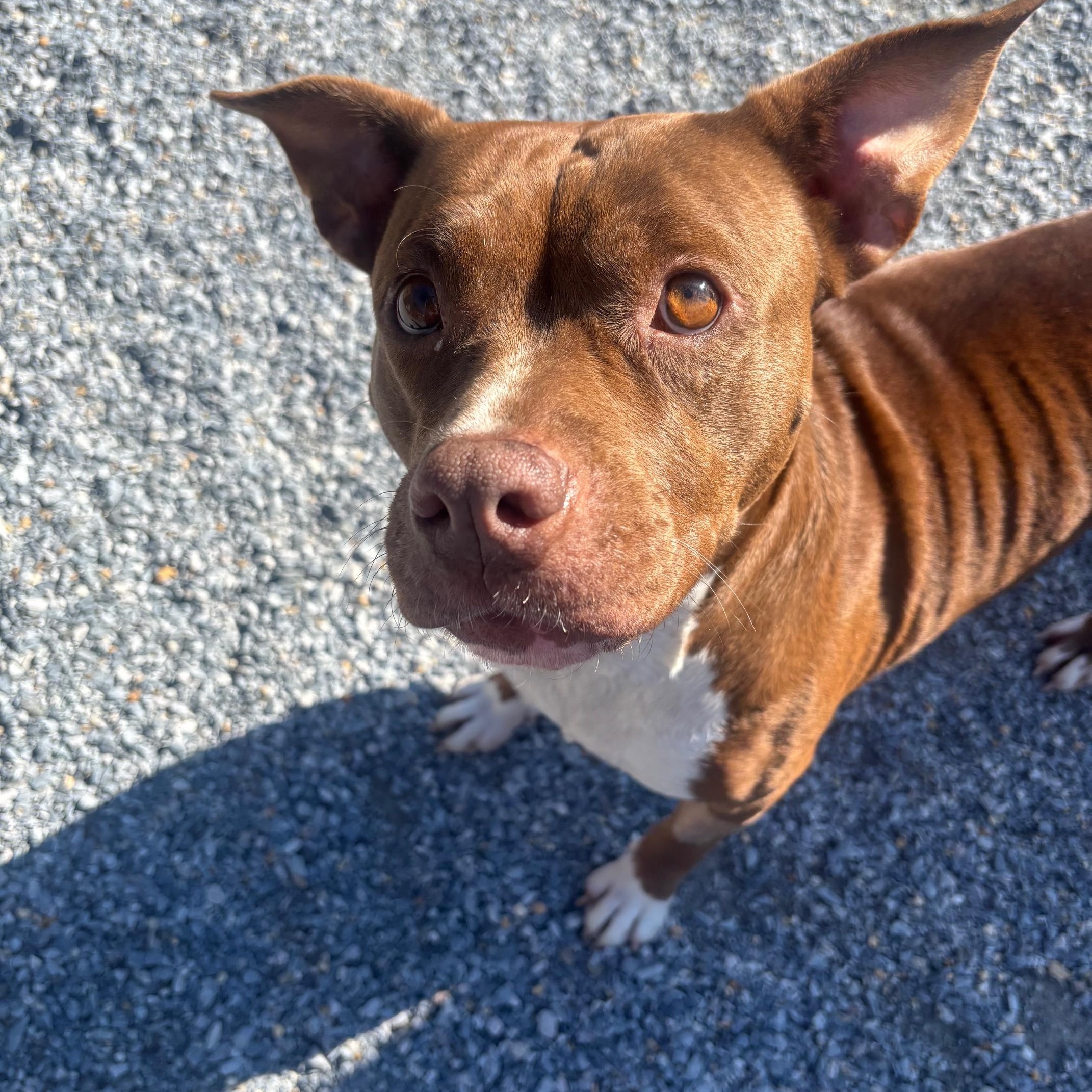 Enlarge Cinnamon, a Adopted mixed breed in Marion, NC image 4/4