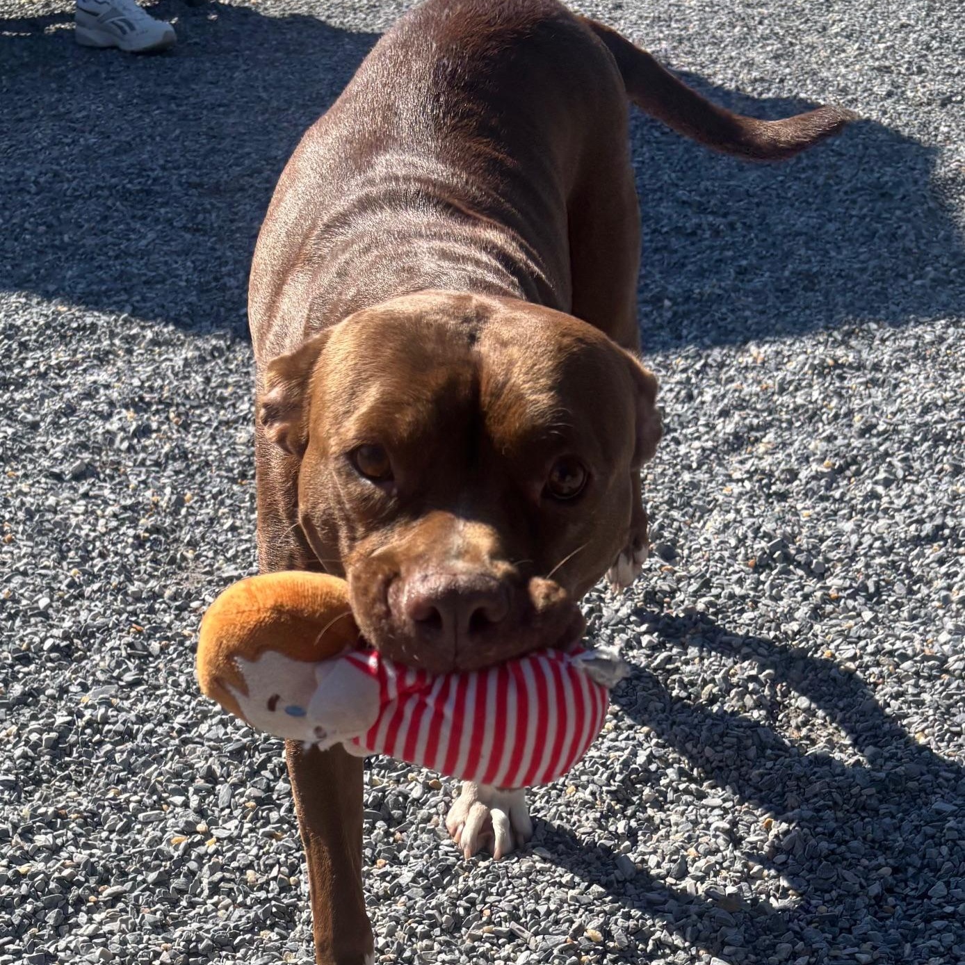 Enlarge Cinnamon, a Adopted mixed breed in Marion, NC image 2/4