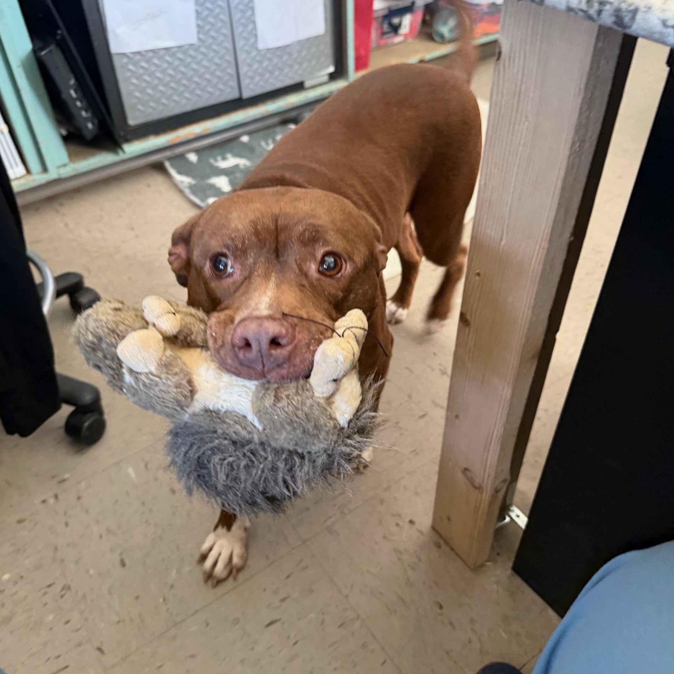 Enlarge Cinnamon, a Adopted mixed breed in Marion, NC image 3/4