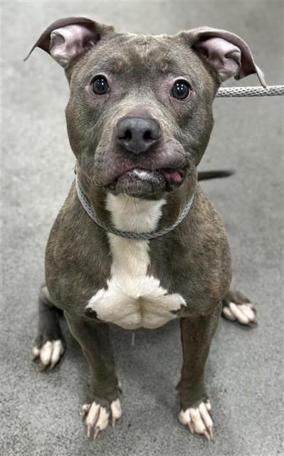 Enlarge LILLYANNA, a Adoptable Pit Bull Terrier in Upper Marlboro, MD image 1/1