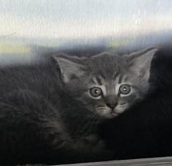 Enlarge Skechers, a Adoptable Domestic Medium Hair in Eureka, CA image 3/3