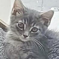 Skechers, Adoptable, Kitten Male Domestic Medium Hair.
