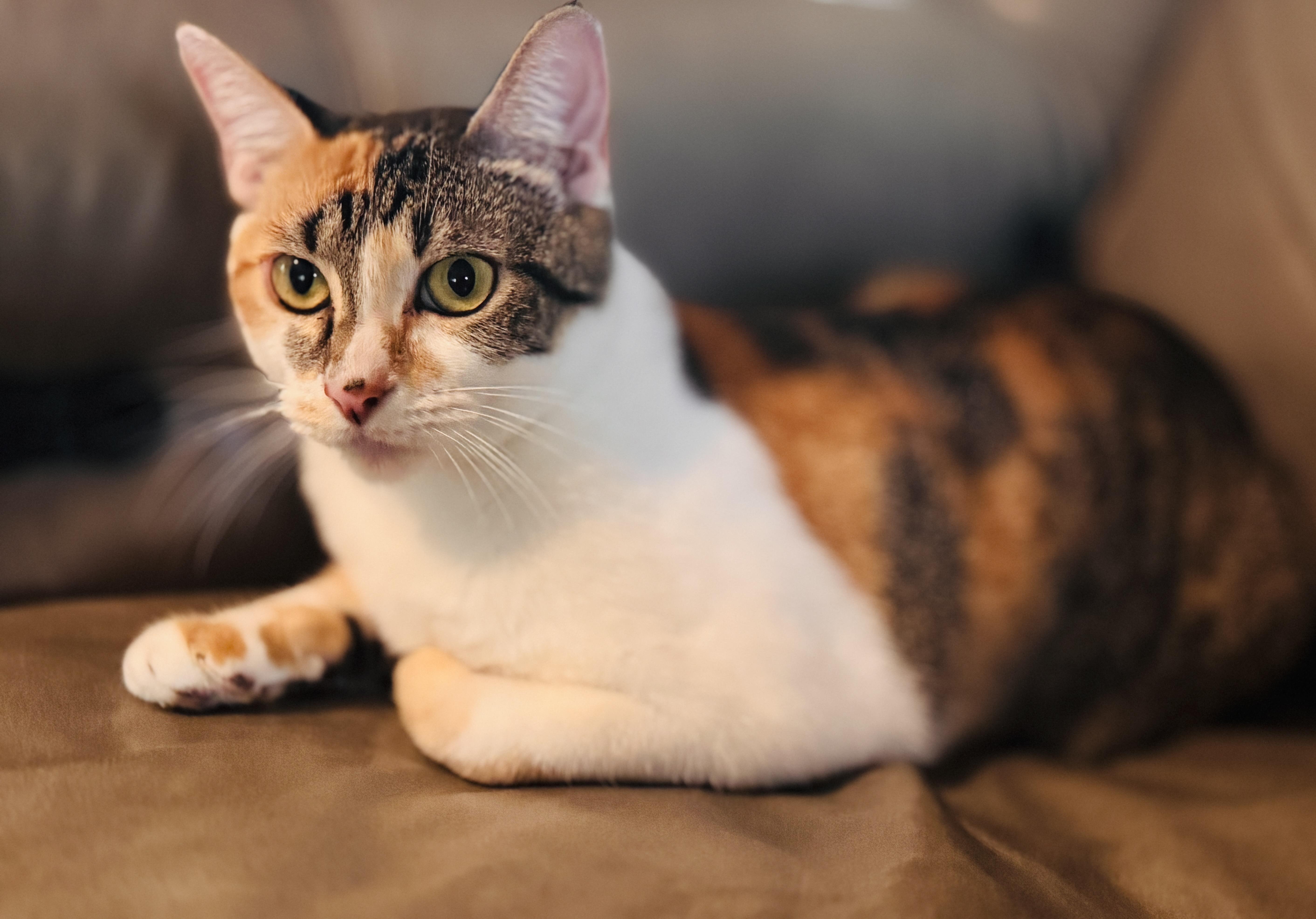 Ayra, Adoptable, Adult Female Calico & Tabby.