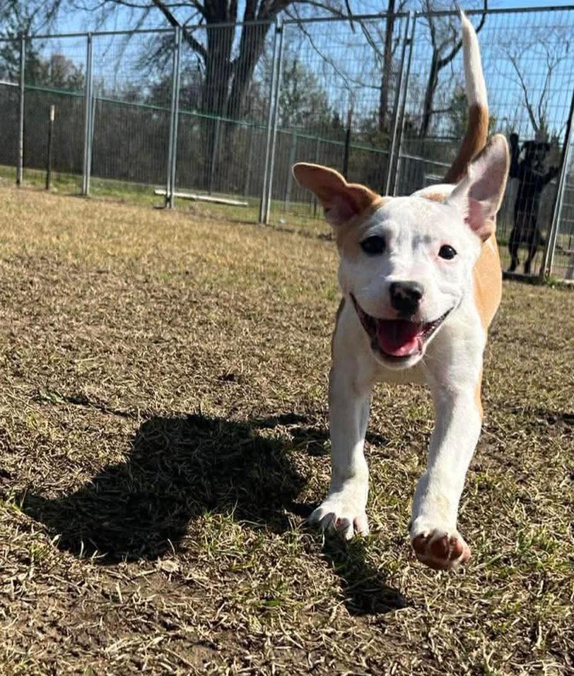 Enlarge Vera, a ADOPTABLE mixed breed in Hillsdale, NY image 4/4