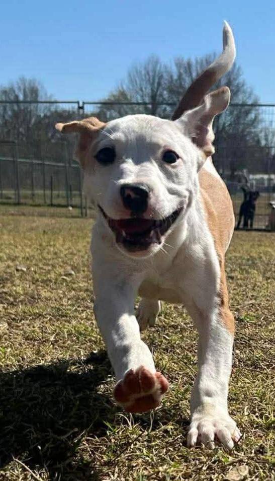 Enlarge Vera, a ADOPTABLE mixed breed in Hillsdale, NY image 3/4