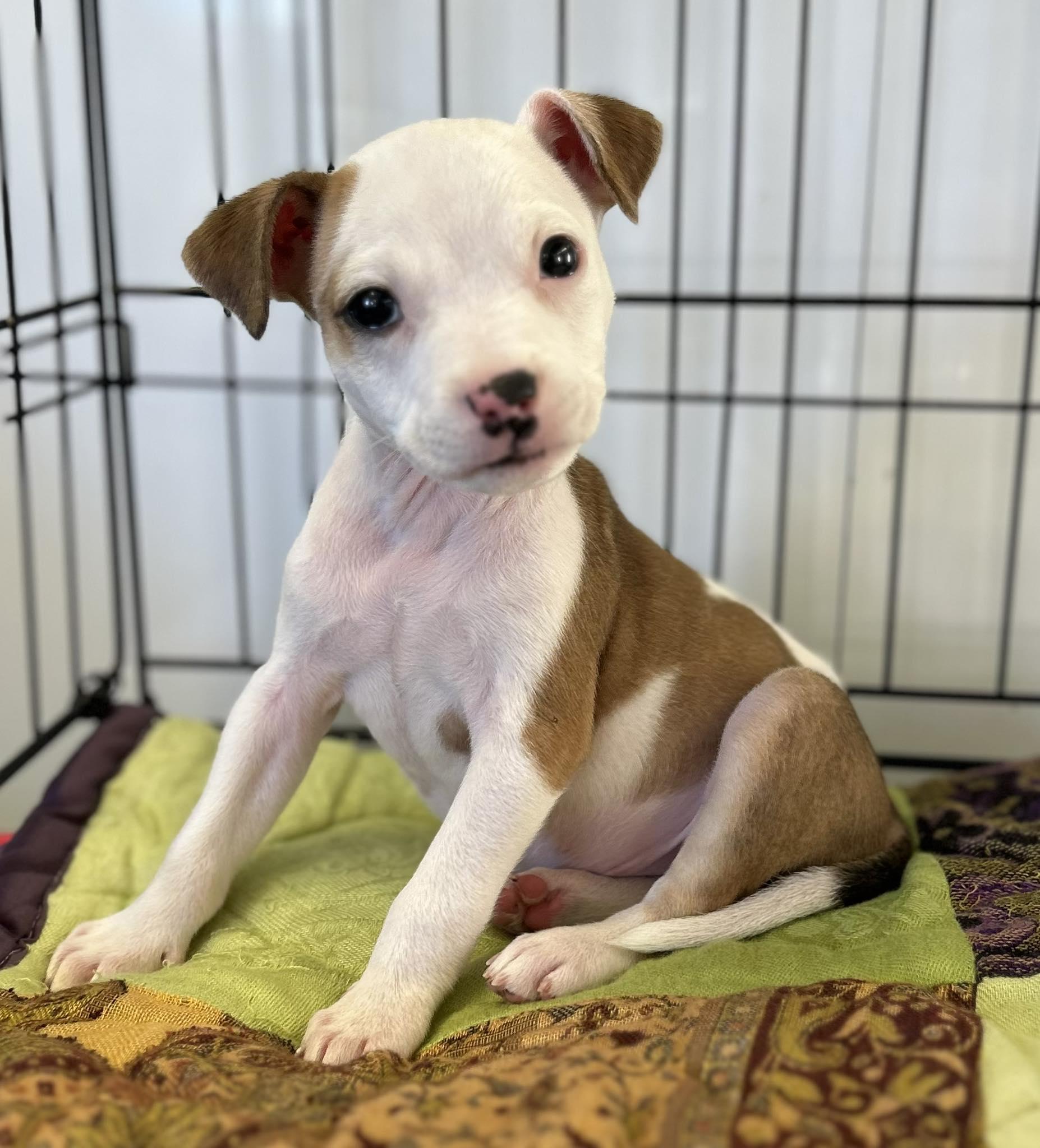 Enlarge Vera, a ADOPTABLE mixed breed in Hillsdale, NY image 2/4