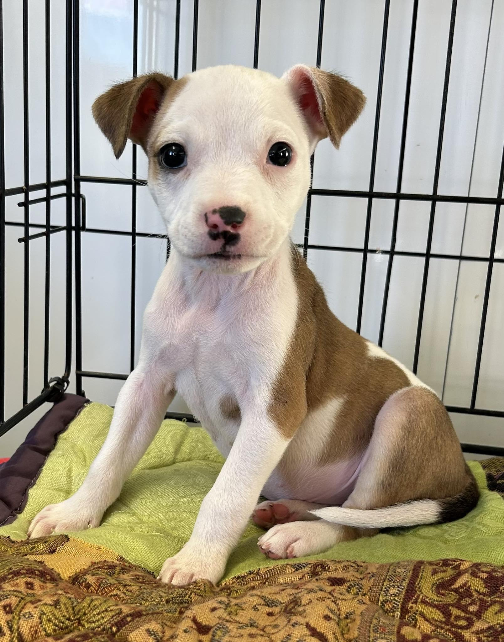 Vera, ADOPTABLE, Puppy Female American Staffordshire Terrier.