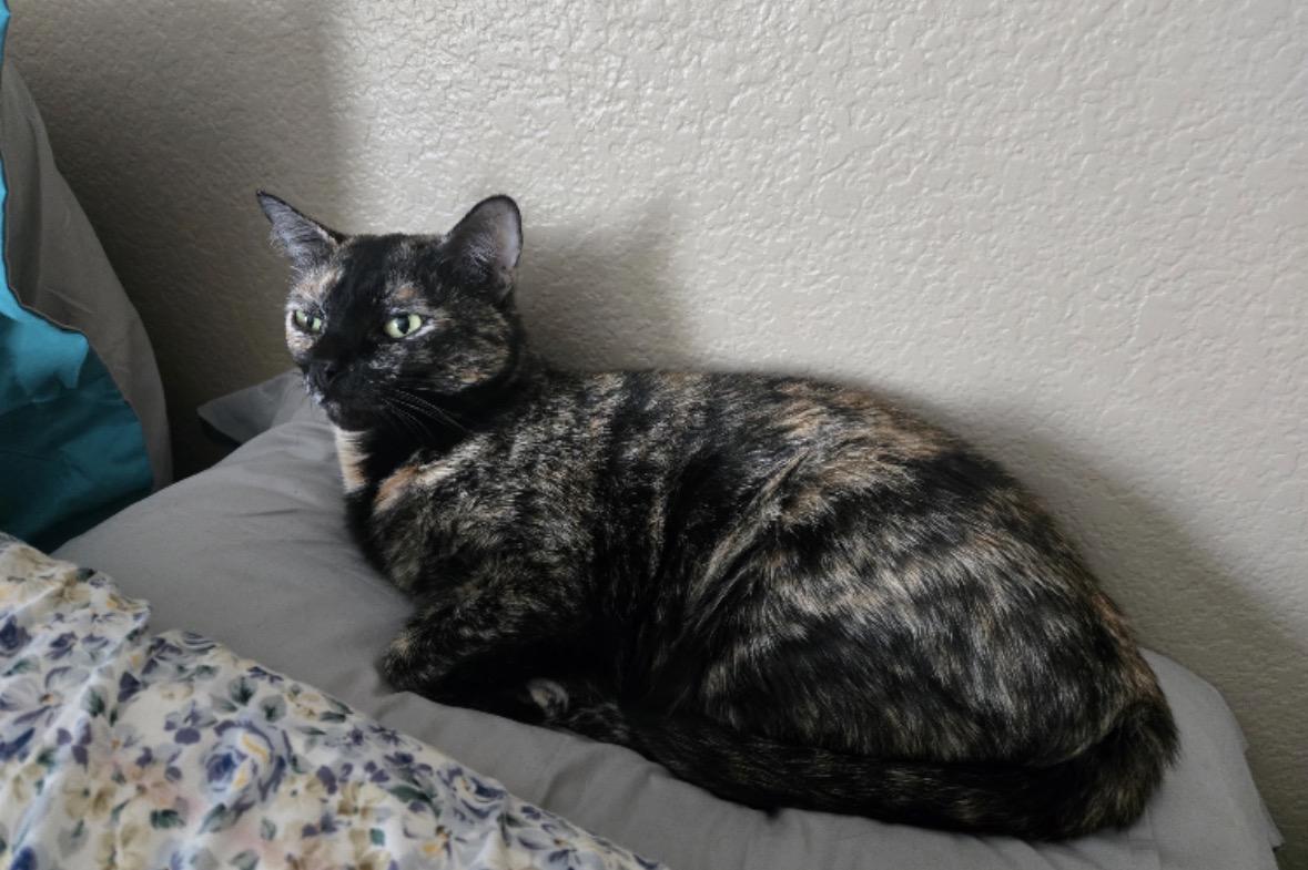 Enlarge Sandy, an adoptable Tortoiseshell in Murrieta, CA image 2/5