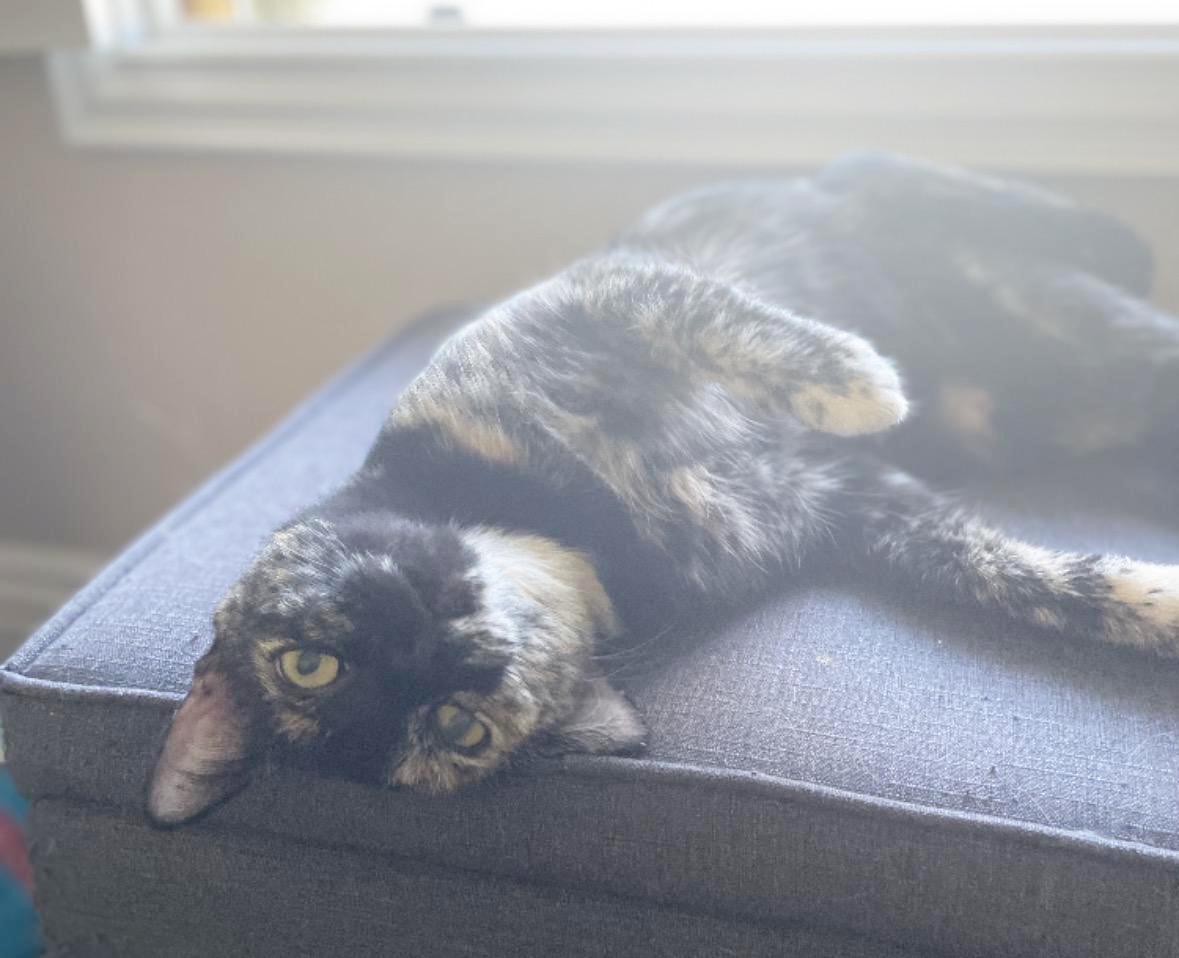 Enlarge Sandy, an adoptable Tortoiseshell in Murrieta, CA image 4/5