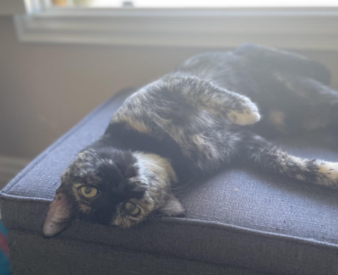 Enlarge Sandy, an adoptable Tortoiseshell in Murrieta, CA image 2/3