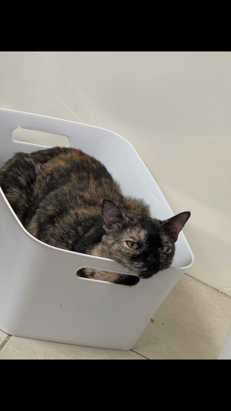 Enlarge Sandy, an adoptable Tortoiseshell in Murrieta, CA image 1/5