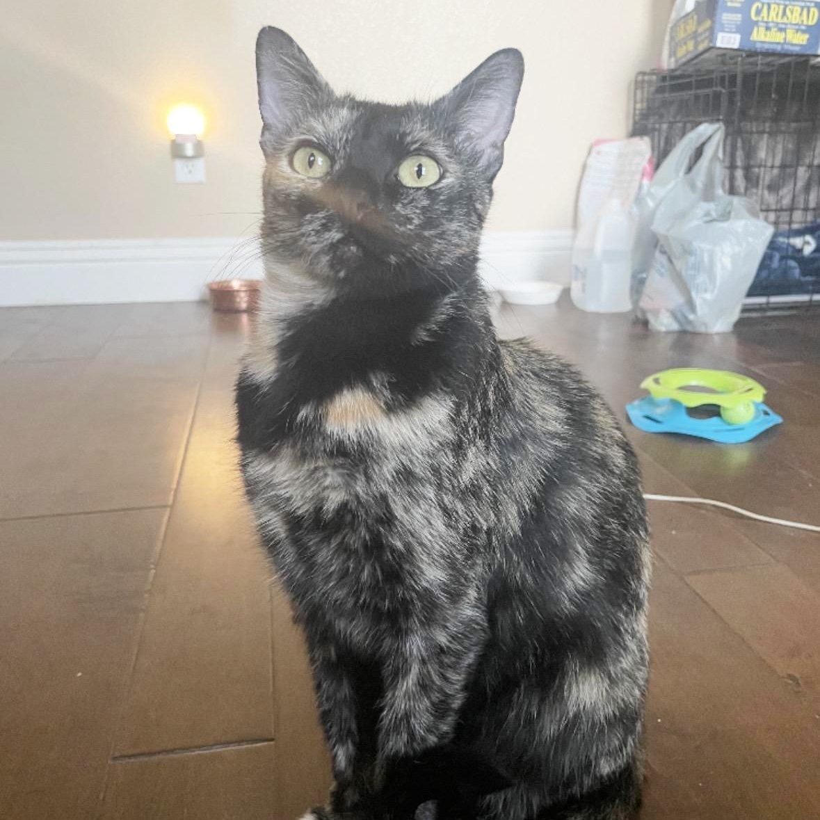 Sandy, adoptable, Adult Female Tortoiseshell.