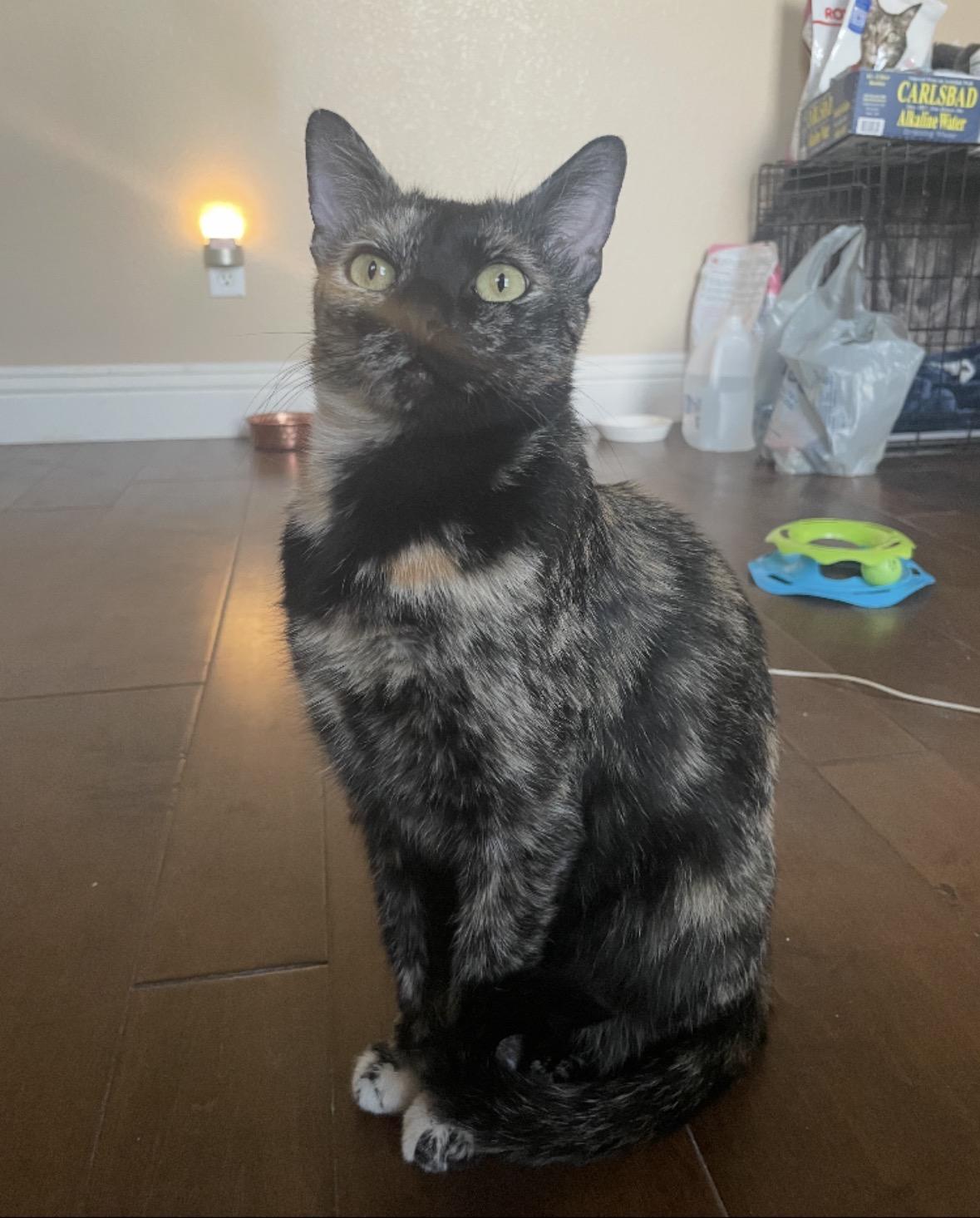 Enlarge Sandy, an adoptable Tortoiseshell in Murrieta, CA image 1/3