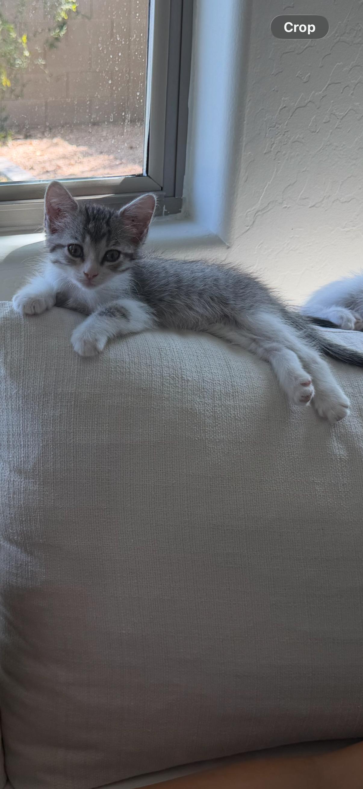 Enlarge Poppy, a Adoptable mixed breed in Phoenix, AZ image 1/2