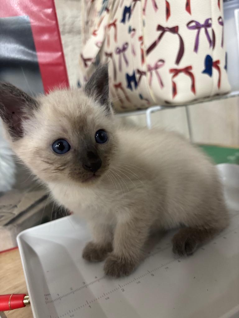 Petunia, Adoptable, Kitten Female Siamese.