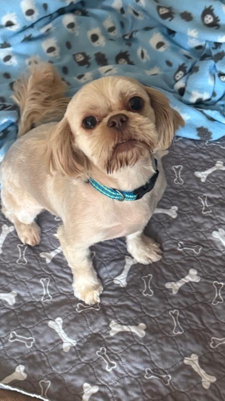 Enlarge Shih Tzu - Wallace, a Adoptable mixed breed in Omaha, NE image 1/5