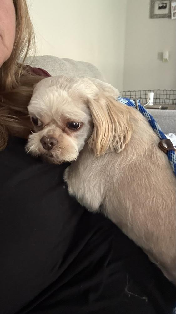 Shih Tzu  Wallace thumbnail 2