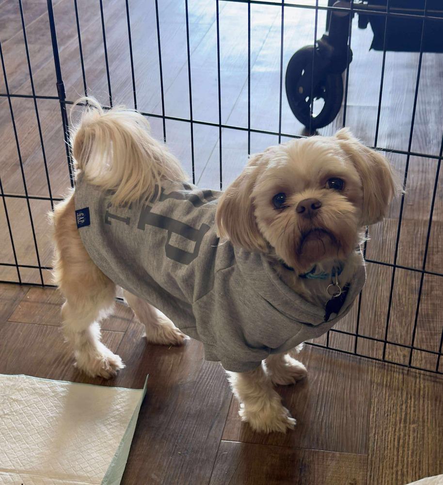 Enlarge Shih Tzu - Wallace, a Adoptable mixed breed in Omaha, NE image 3/5