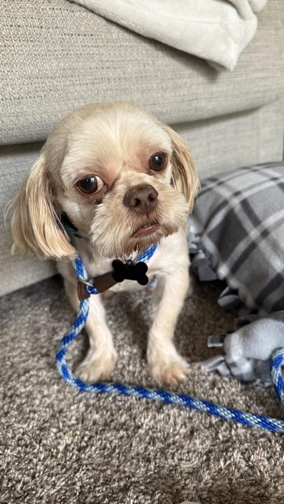 Enlarge Shih Tzu - Wallace, a Adoptable mixed breed in Omaha, NE image 4/5