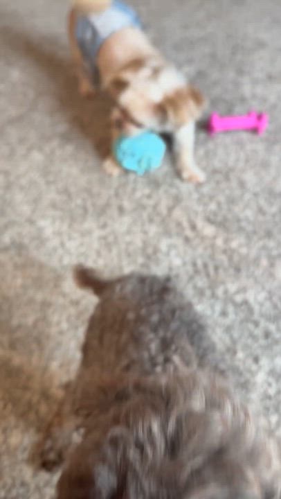 Enlarge Shih Tzu - Wallace, a Adoptable mixed breed in Omaha, NE video 5/5