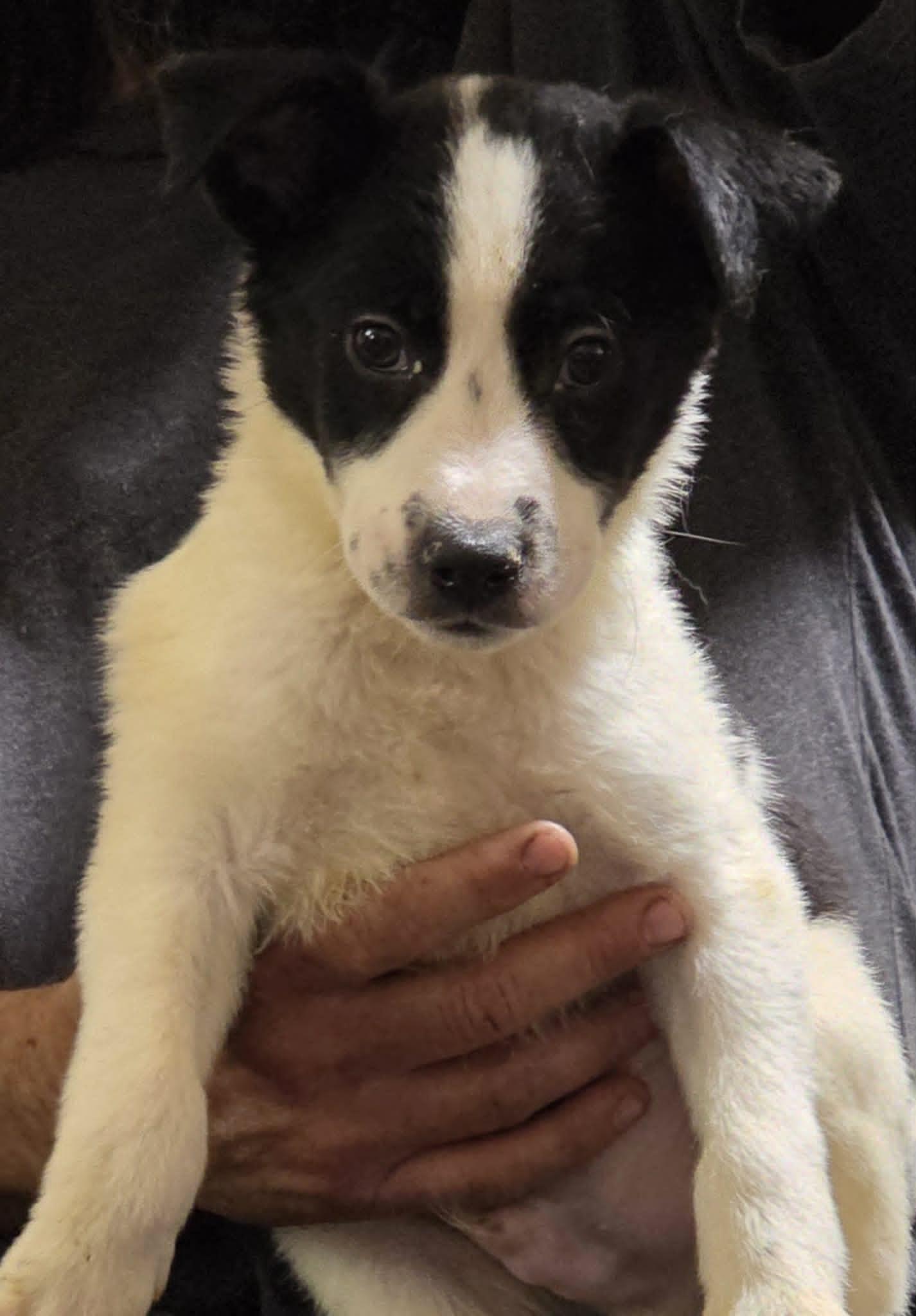 Ezras, Adoptable, Puppy Male Australian Cattle Dog / Blue Heeler.