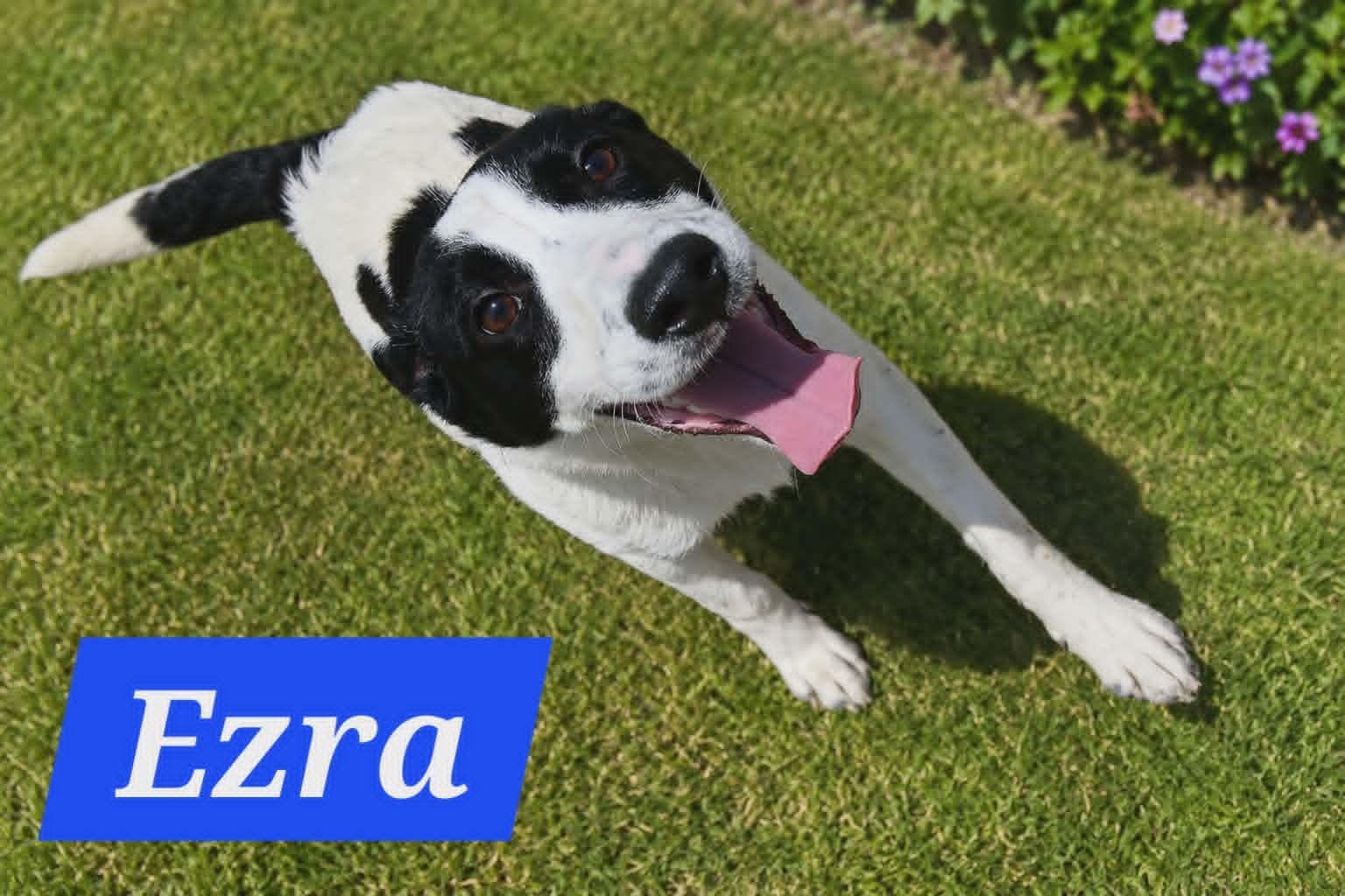 Ezras, a Adoptable Australian Cattle Dog / Blue Heeler in Minneapolis, MN image 2/2