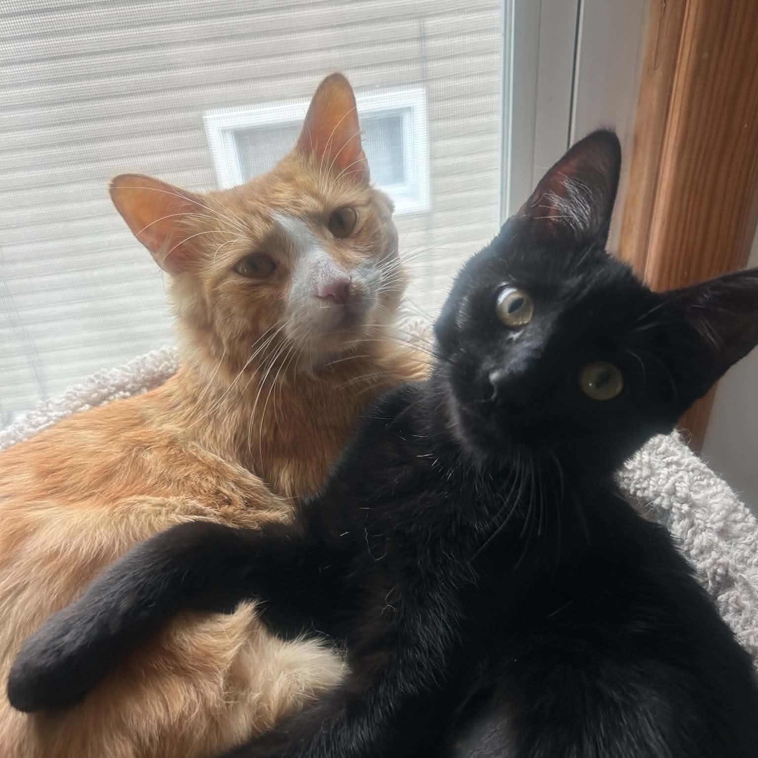 Enlarge Miso & Teddy, a Adoptable Domestic Short Hair in Buffalo, NY image 1/6