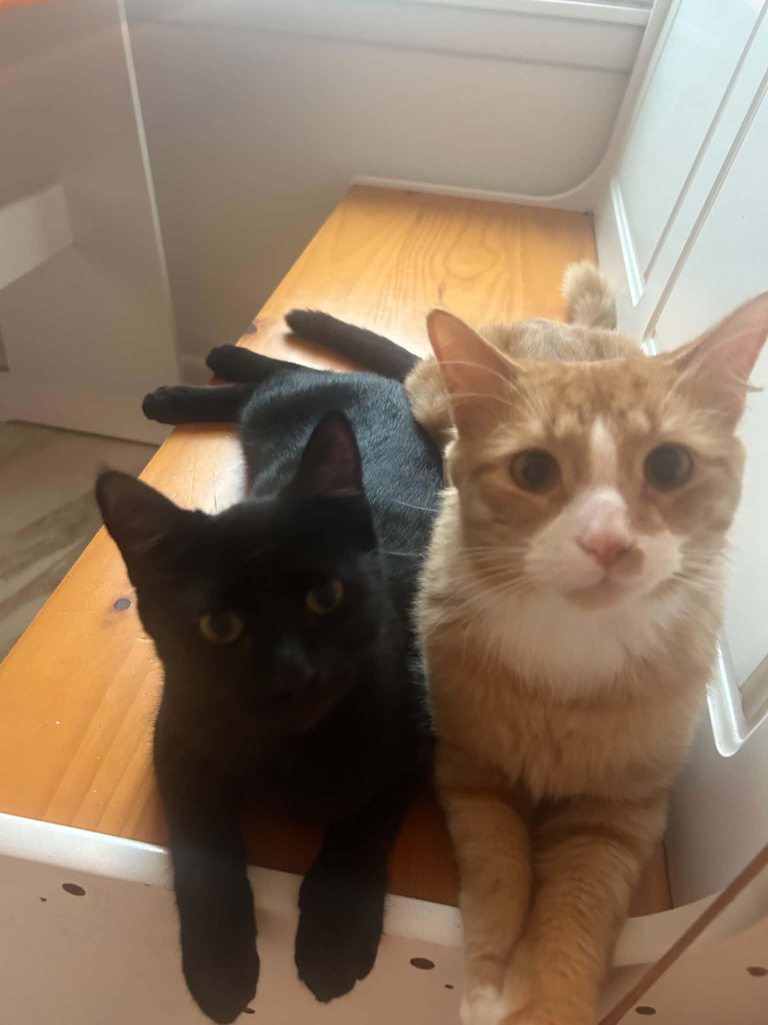 Enlarge Miso & Teddy, a Adoptable Domestic Short Hair in Buffalo, NY image 5/6