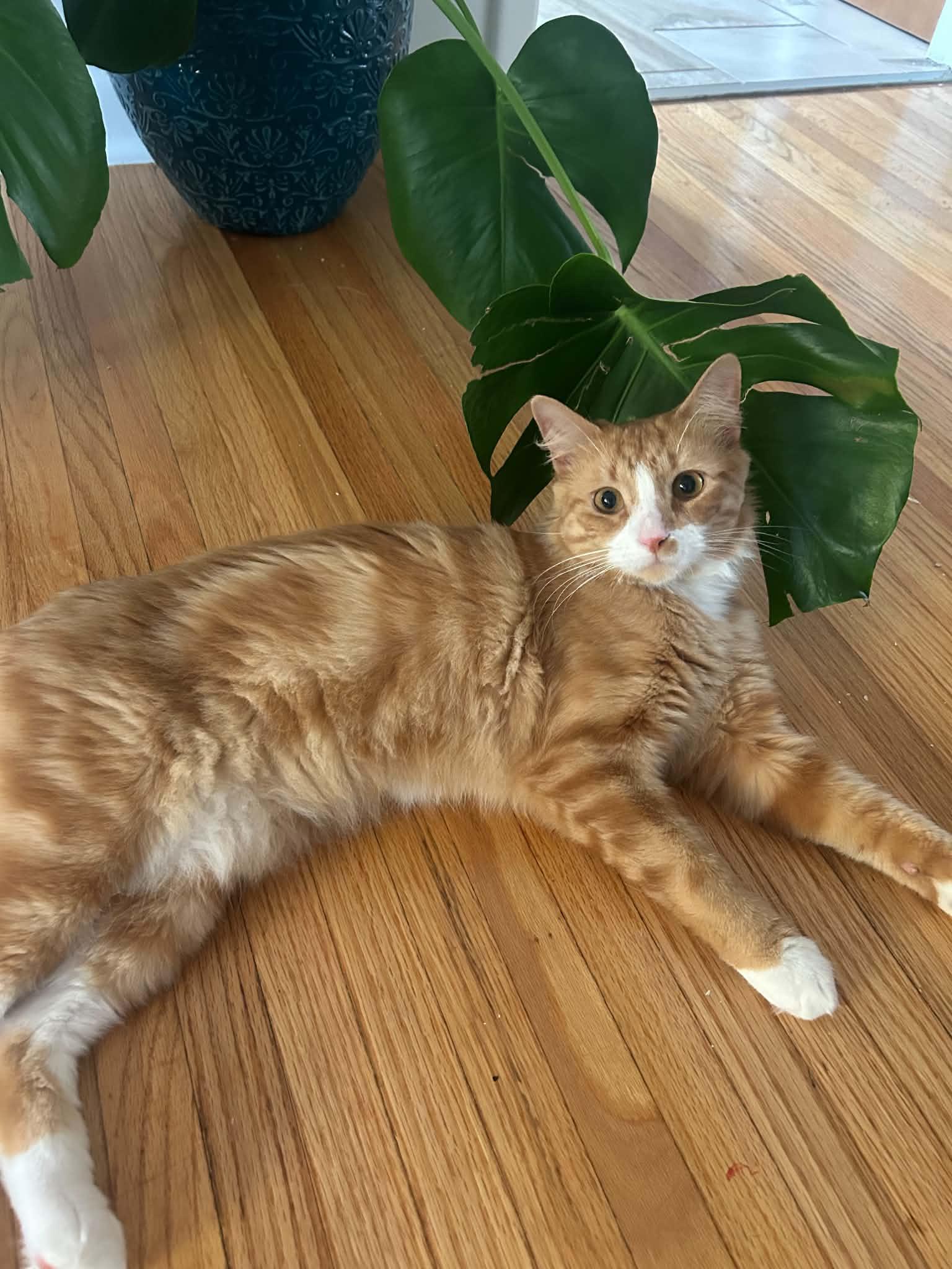 Enlarge Miso & Teddy, a Adoptable Domestic Short Hair in Buffalo, NY image 2/6